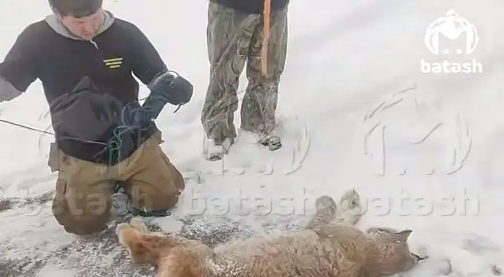 Неадекватная рысь набросилась на 12-летнюю школьницу в лагере Башкирии