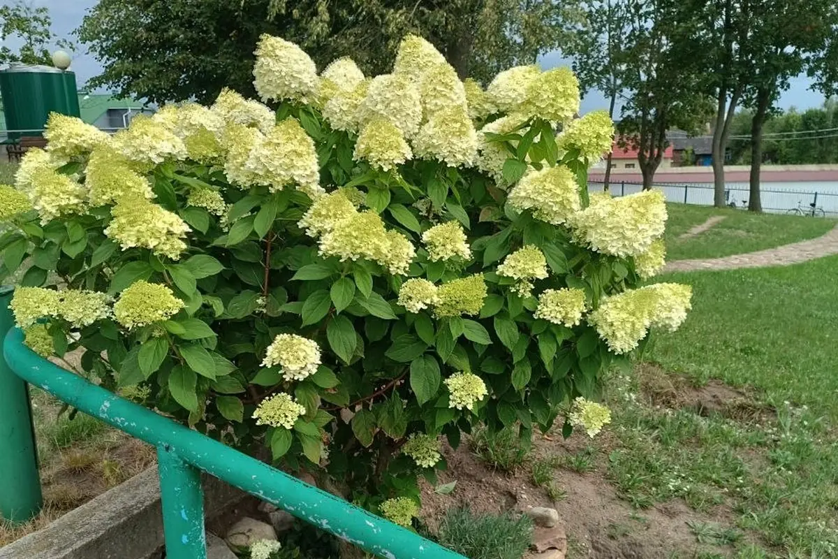 Гортензия в сентябре: 3 важных дела, чтобы куст перезимовал