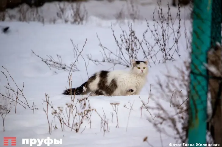 В России могут разрешить конфискацию животных за жестокое обращение