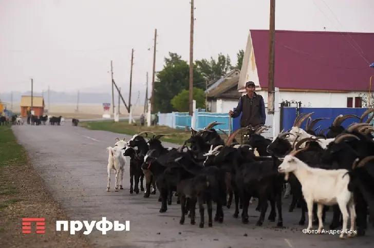 Почему в башкирских сёлах больше не держат скот