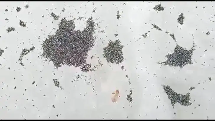 Необычные «ледяные насекомые» напугали жителей одного из районов Башкирии