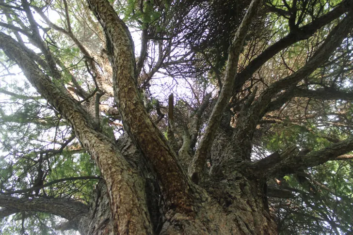 Жителям Уфы объяснили, почему приходится удалять зеленые насаждения