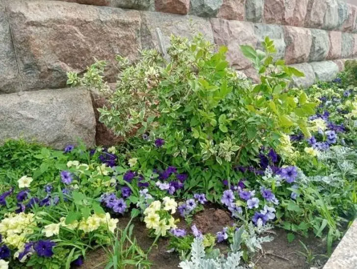 Посадите в ноябре – и весной эти однолетники распустятся пышным ковром