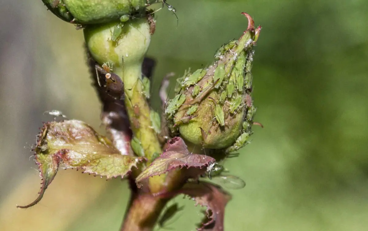Как бороться с тлей и белокрылкой: названы безопасные и доступные методы 