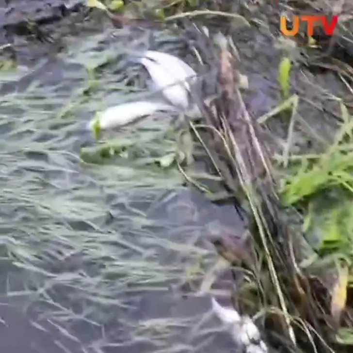 Замор рыбы обнаружили на Уфимке
