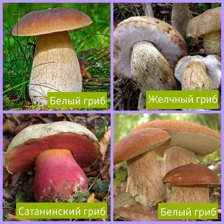 «Съел и чуть не двинул кони»: какие грибы в лесах Башкирии я обхожу за километр