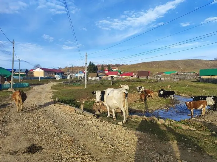 Коровы снова в моде: городские бросились заводить скотину