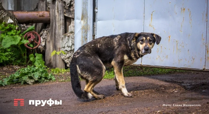 В Уфе увеличили количество подрядчиков для отлова бездомных животных 