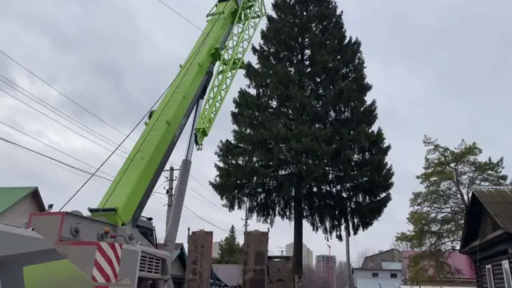 В Уфе срубили первую ёлку для новогоднего городка