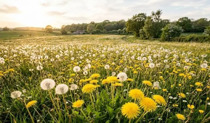 Зачем в годы Великой Отечественной войны выращивали одуванчики
