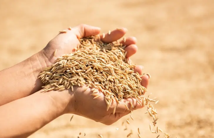 Кто скупает тонны башкирского зерна? Тайные покупатели и взрывной рост поставок