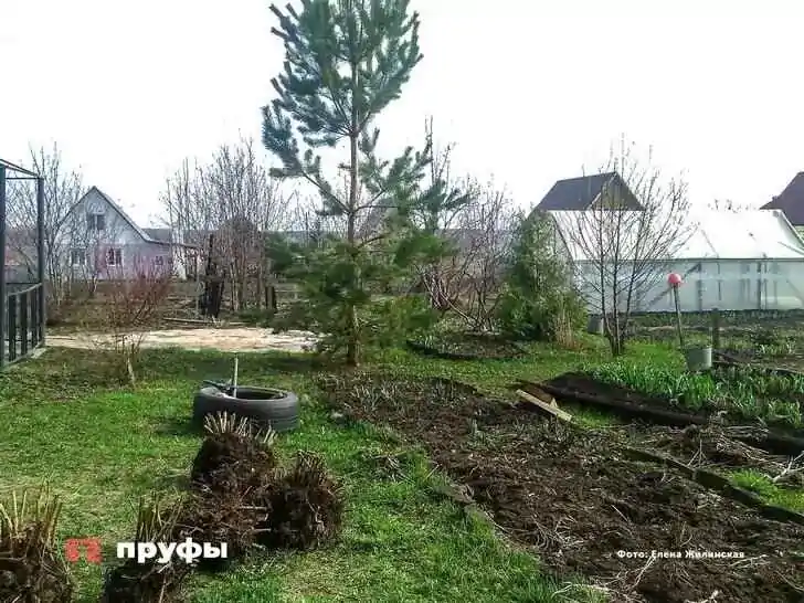 Уникальный способ для дачников: как сажать картошку по Митлайдеру