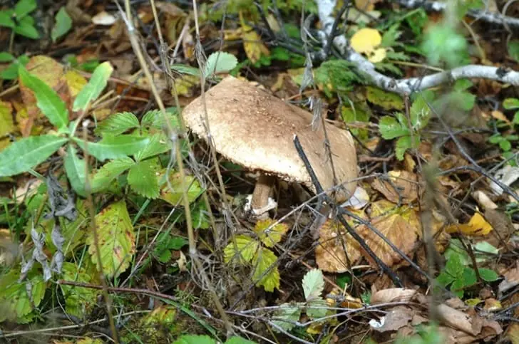 Нейросеть назвала самый грибной район Башкирии