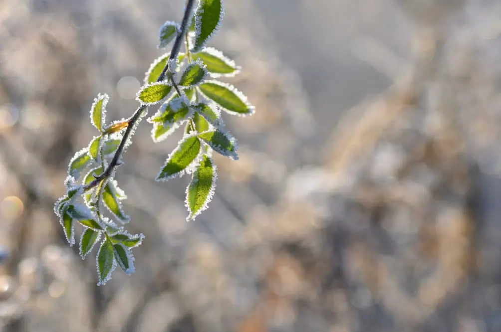 Уфа не видела такого холода 70 лет – новый рекорд в Башкирии