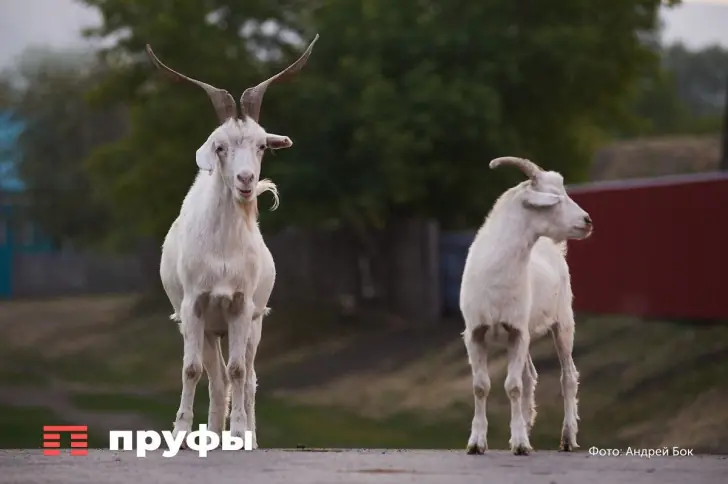 Козлятина вместо говядины и курятины: почему в России не едят это мясо — дело не во вкусе