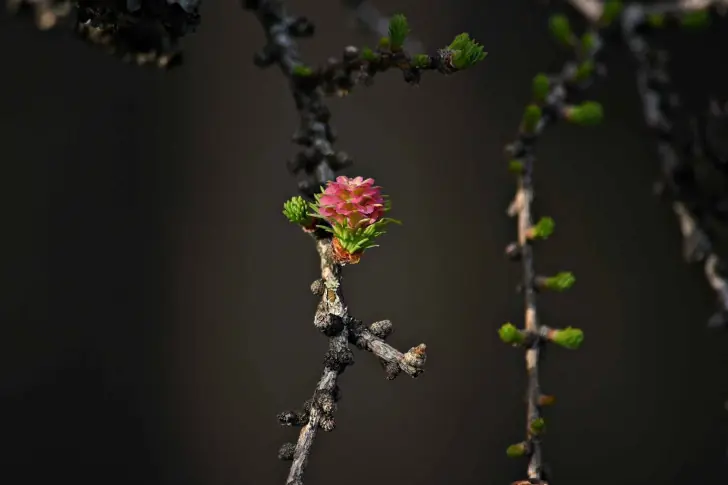 Полярная роза в бурзянских лесах Башкортостана: как суровое дерево доказывает, что красота не терпит суеты