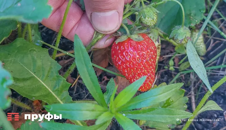 Будет крупная и сладкая: 2 любимые подкормки для клубники в период наливания ягод
