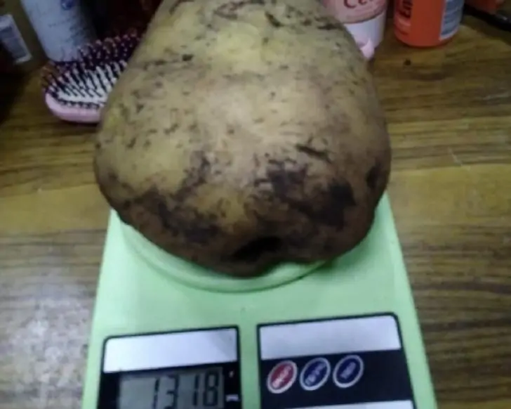 «Охотно верю»: жители Башкирии удивились гигантской картошке весом в 1 кг 318 гр