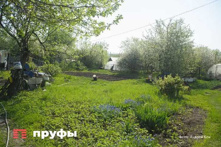 Из дачников в заключенных: садоводов посадят за эти виды растений