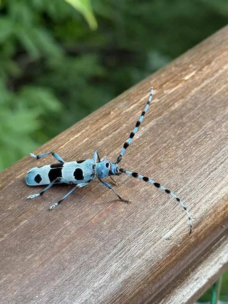 В Уфе обнаружили краснокнижного жука