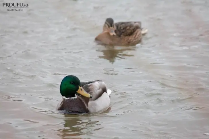 В Башкирии подсчитают зверей и птиц – кому понадобилось 