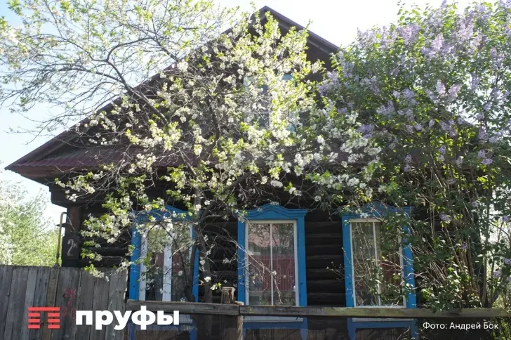 Какие деревья подлежат обязательной вырубке на дачных участках в 2026 году