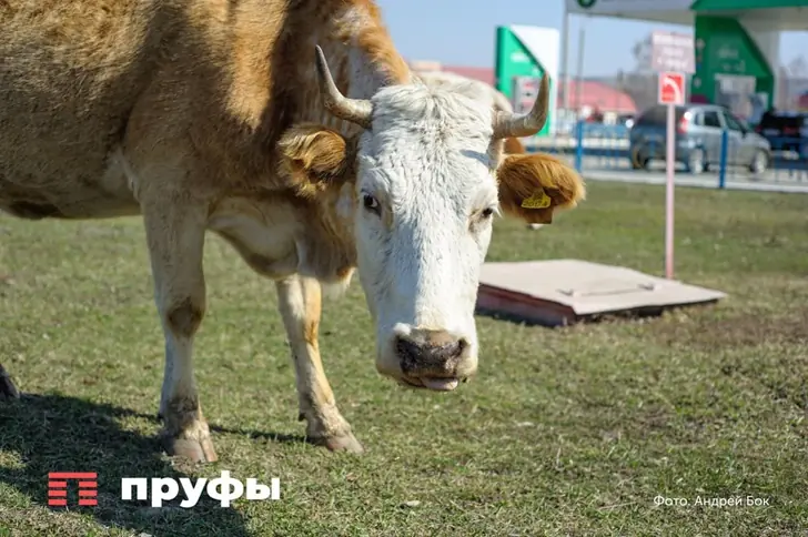 Власти Башкирии возьмутся за скот, пока не стало слишком поздно