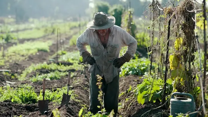 Отказалась от огорода и нисколько не жалею: год без грядок показал — это прекрасно