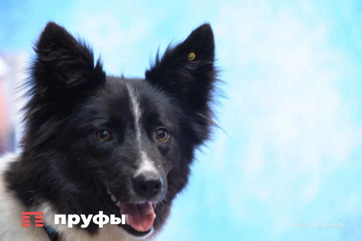 В Госдуме предложили уголовно карать за призывы к жестокому обращению с животными