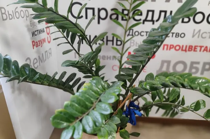 Эти растения очищают воздух от токсинов − купите их для офиса или спальни