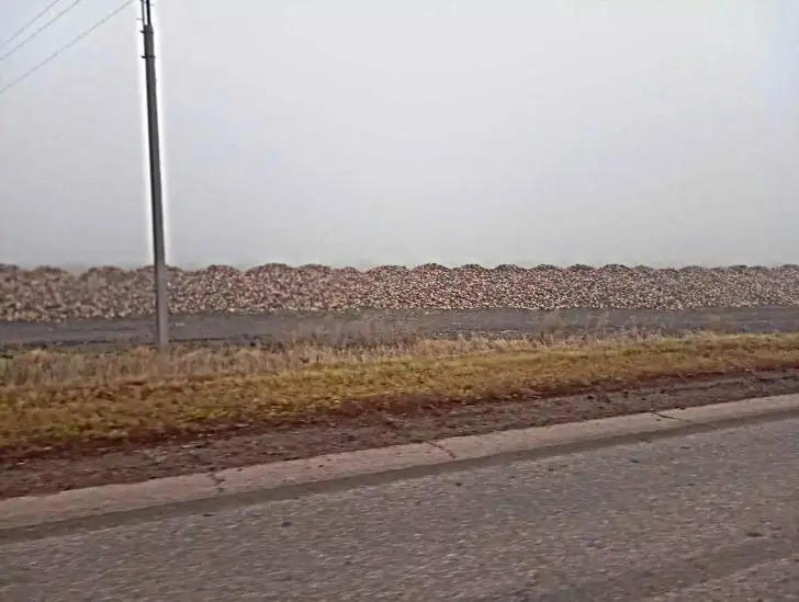 Крупное предприятие в Башкирии останавливает переработку свеклы в разгар сезона