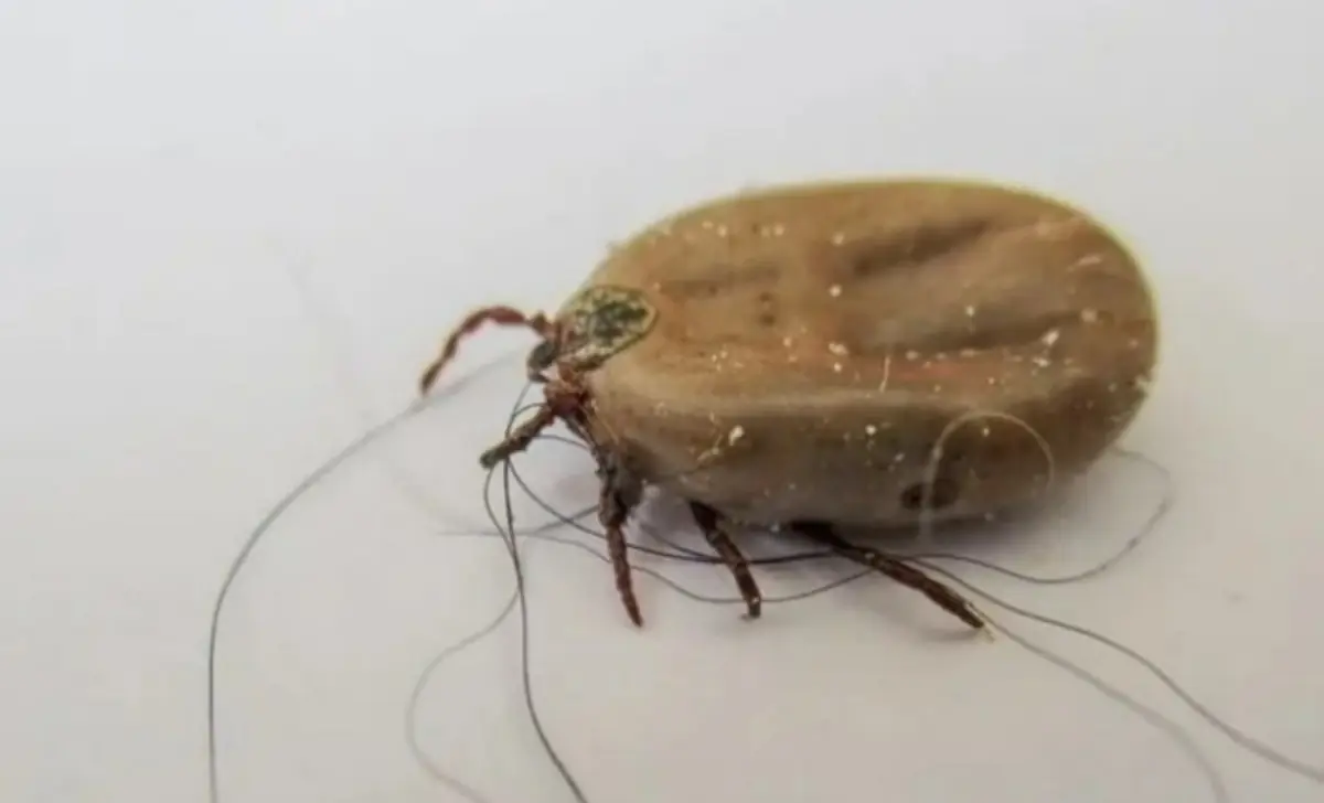 Эпидемиологи предупредили о втором пике активности клещей
