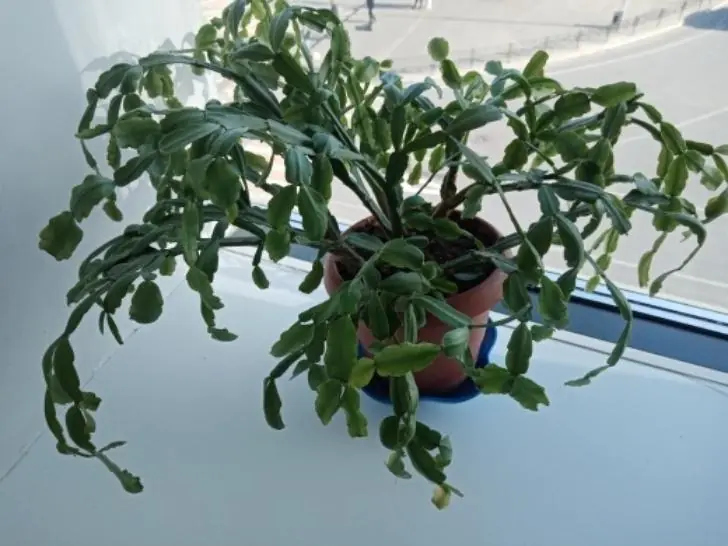 Декабрист точно зацветет: 1 ложечку в лейку — и куст обречен на цветение, даже если не цвел 10 лет