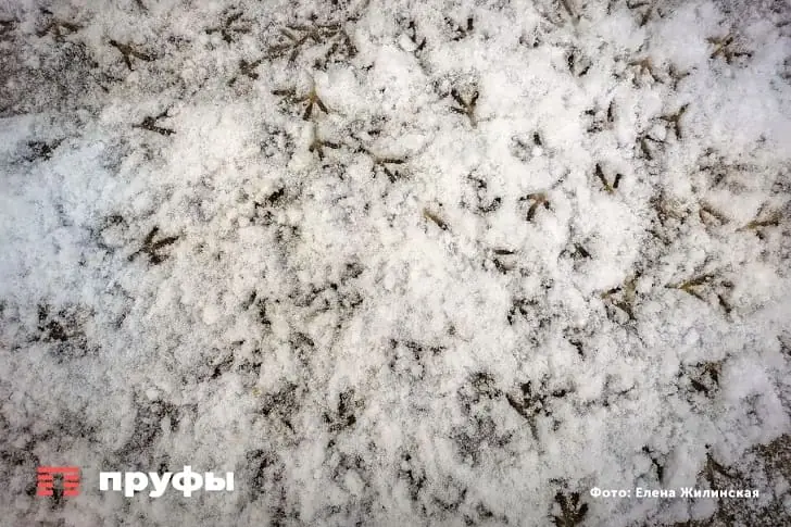 Неурожай, голод и мор: зима отвернулась от Башкирии