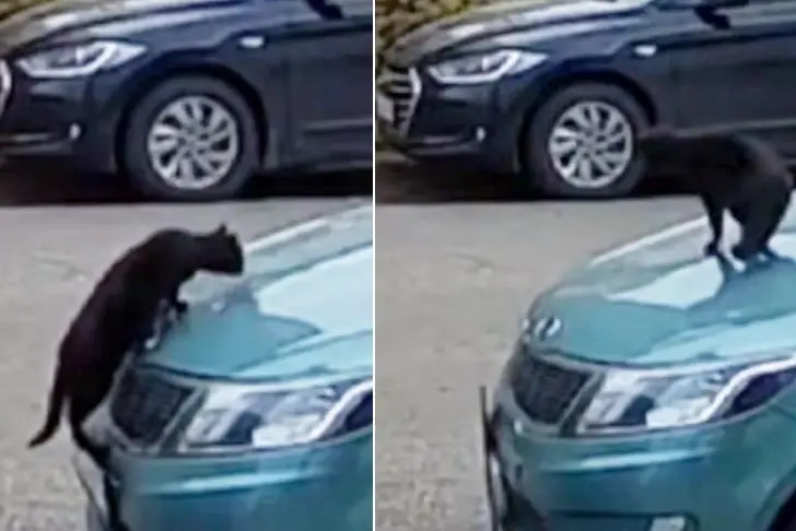 В Башкирии кот оторвал госномер от автомобиля