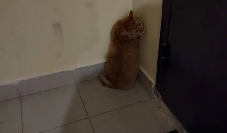 В Уфе мужчина расправился со своим котом и теперь «очень переживает»