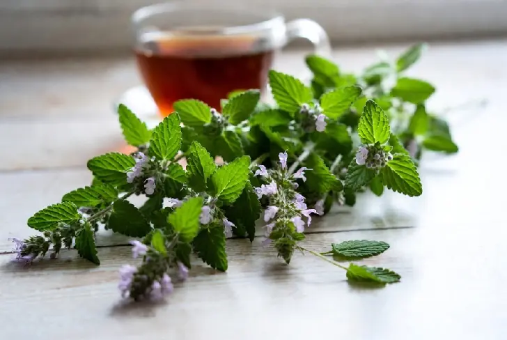 Это необычное растение успокоит лучше мяты и заменит лимон