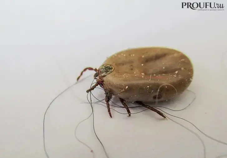 «Гниющая кожа и лихорадка»: в Башкирии растёт число клещей-переносчиков новой смертельно опасной инфекции