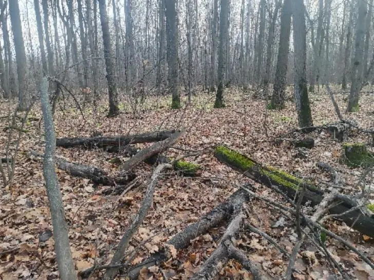«Мало грибов, мало гробов»: леса Башкирии остались пустые – на что надеяться людям?