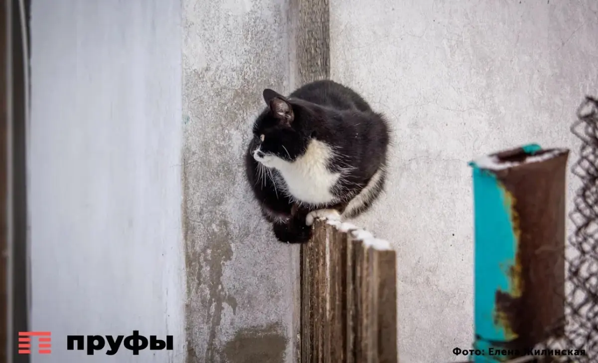 Как кошки выбирают, с кем спать из хозяев: 7 факторов