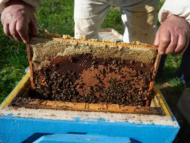 Ширма с золотой жилой на башкирских пчелах: что происходит в племенном репродукторе «Алтын солок»