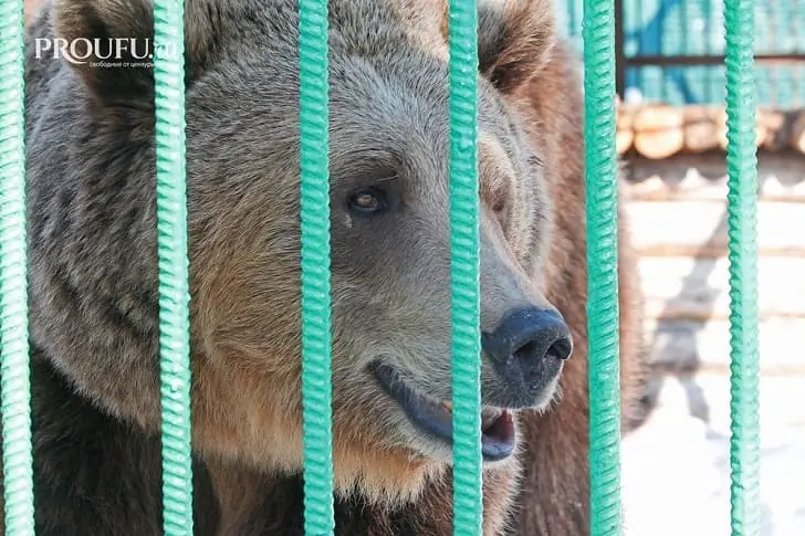 На сноубордиста в заповеднике Башкирии напал медведь