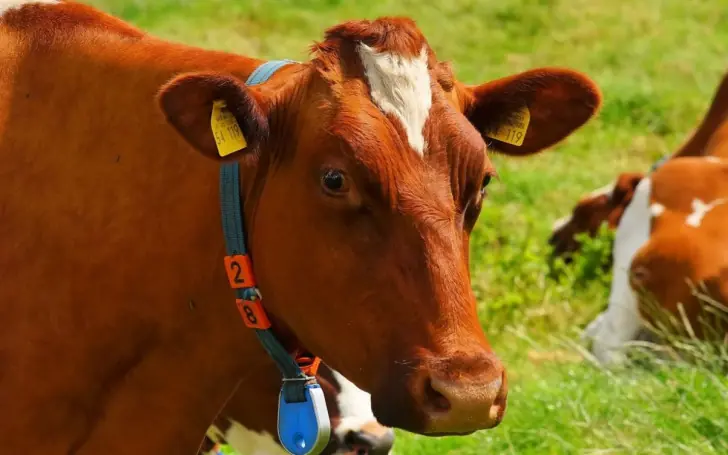 В Башкирии запустили сразу три агропроизводства, воинам СВО вручили сертификаты