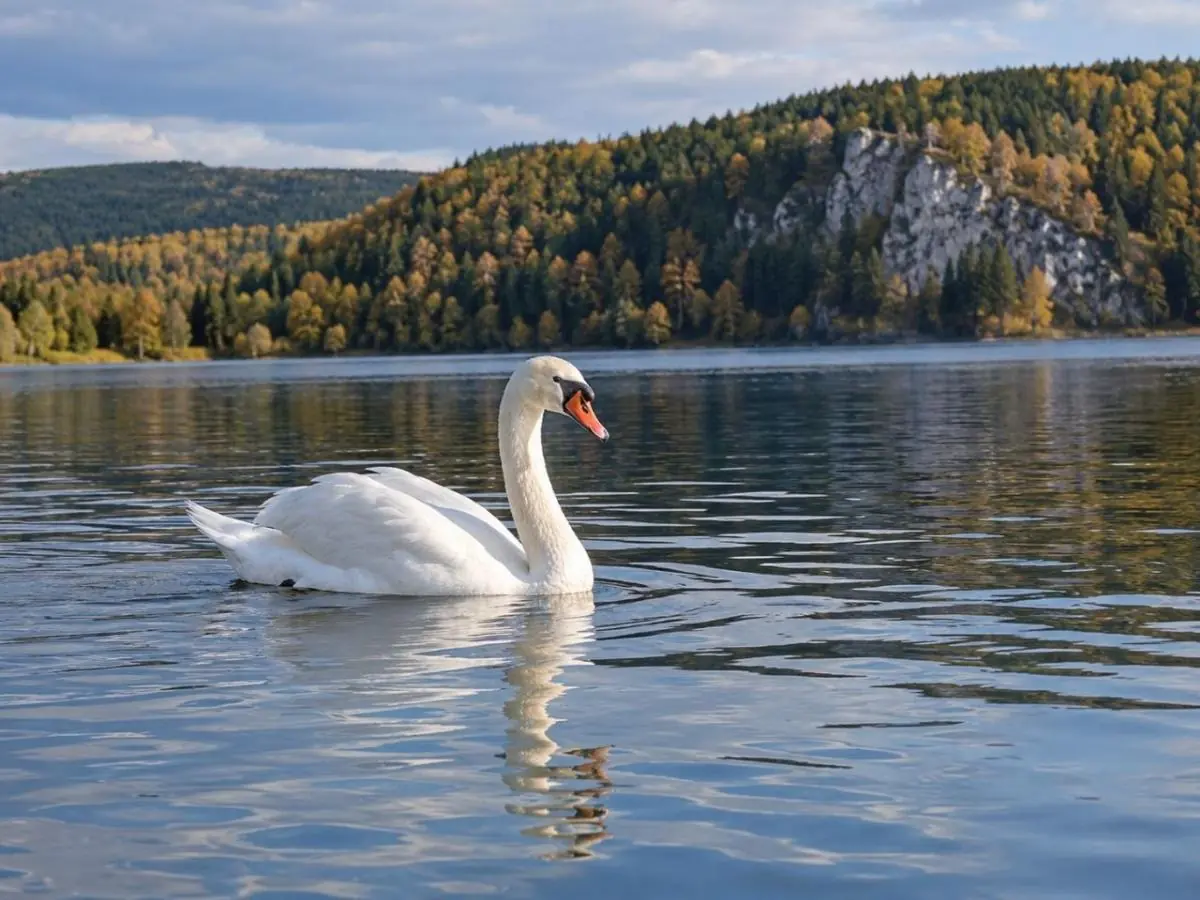 Лебедя спасли в Башкирии