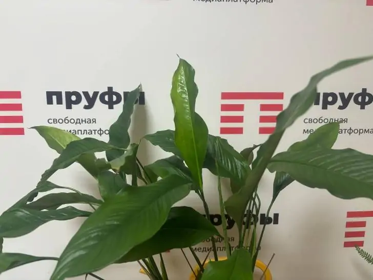 Просто опрысните спатифиллум, и он зацветет мгновенно: ваш цветок станет самым прекрасным