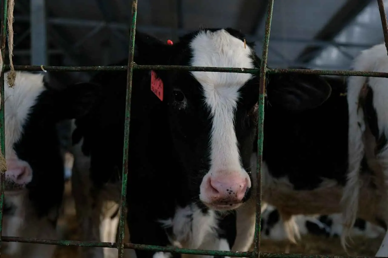 В Татарстане стада коров – в Башкирии нет: «С деревень работать в Уфу ездят, заведите скотину или идите в колхоз!»