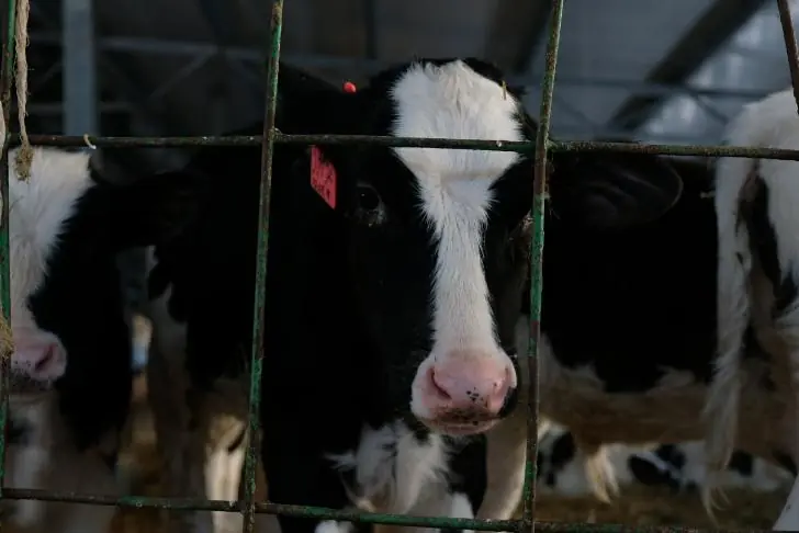 Почему молоко в стеклянных бутылках навсегда исчезло с полок магазинов