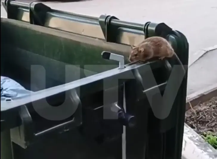 Уфа – город крыс? Грызуны терроризируют местных жителей