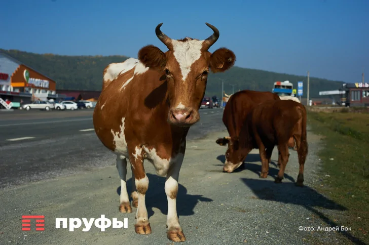«К жопам коров привязывайте мешки». Дама из Челябинской области устроила скандал из-за «коровьих лепешек» в деревне Башкирии