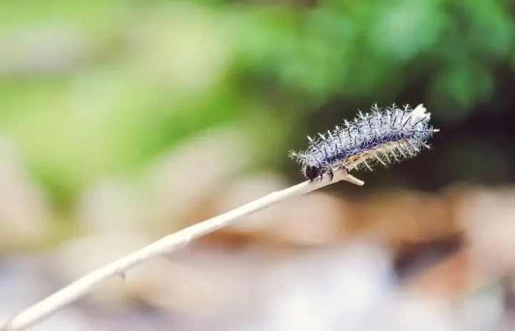 Нашествие гусениц на Башкирию: пострадали уже несколько районов 